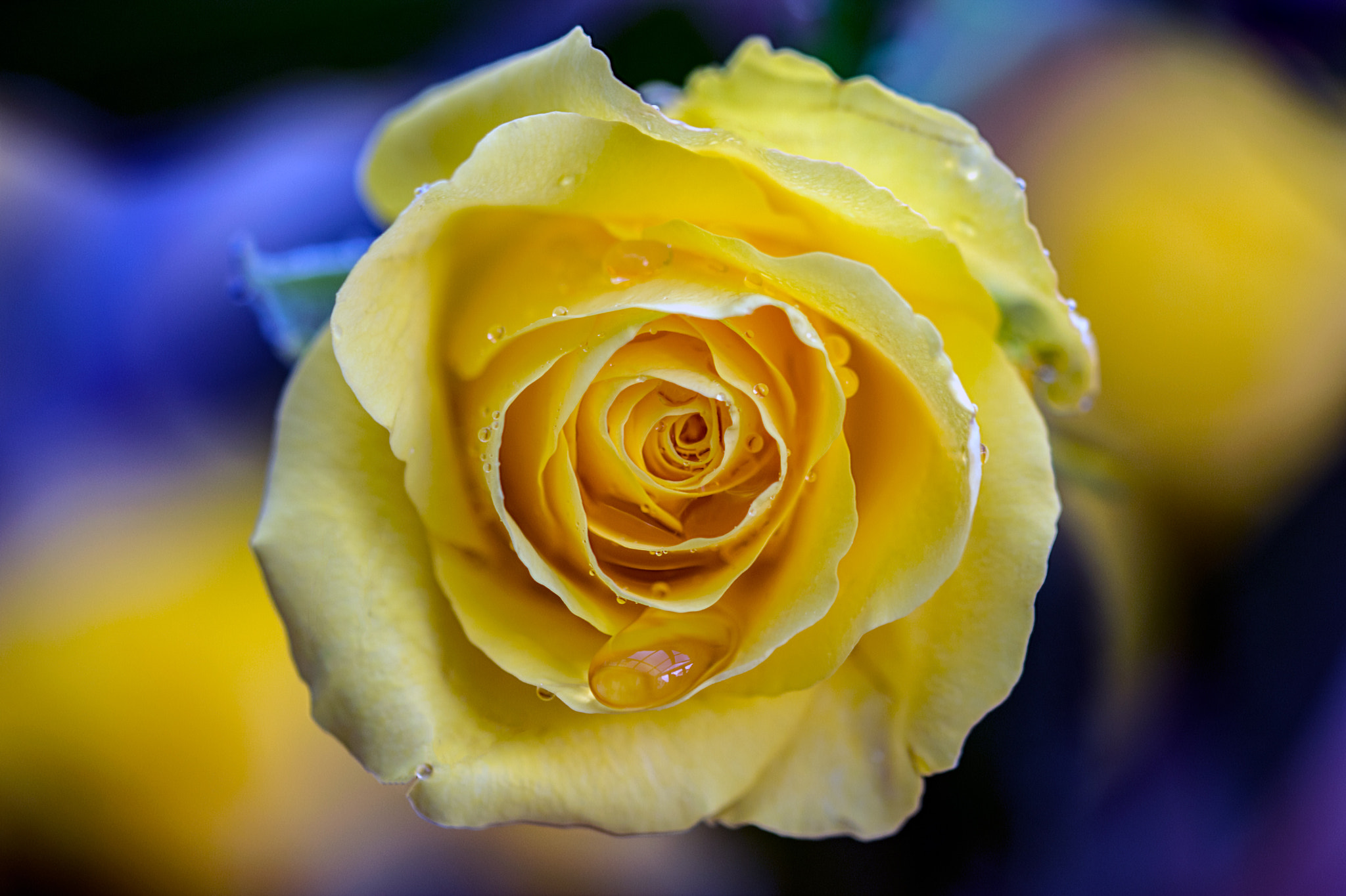 Sigma 105mm F2.8 EX DG OS HSM sample photo. A macro shot of a rose photography