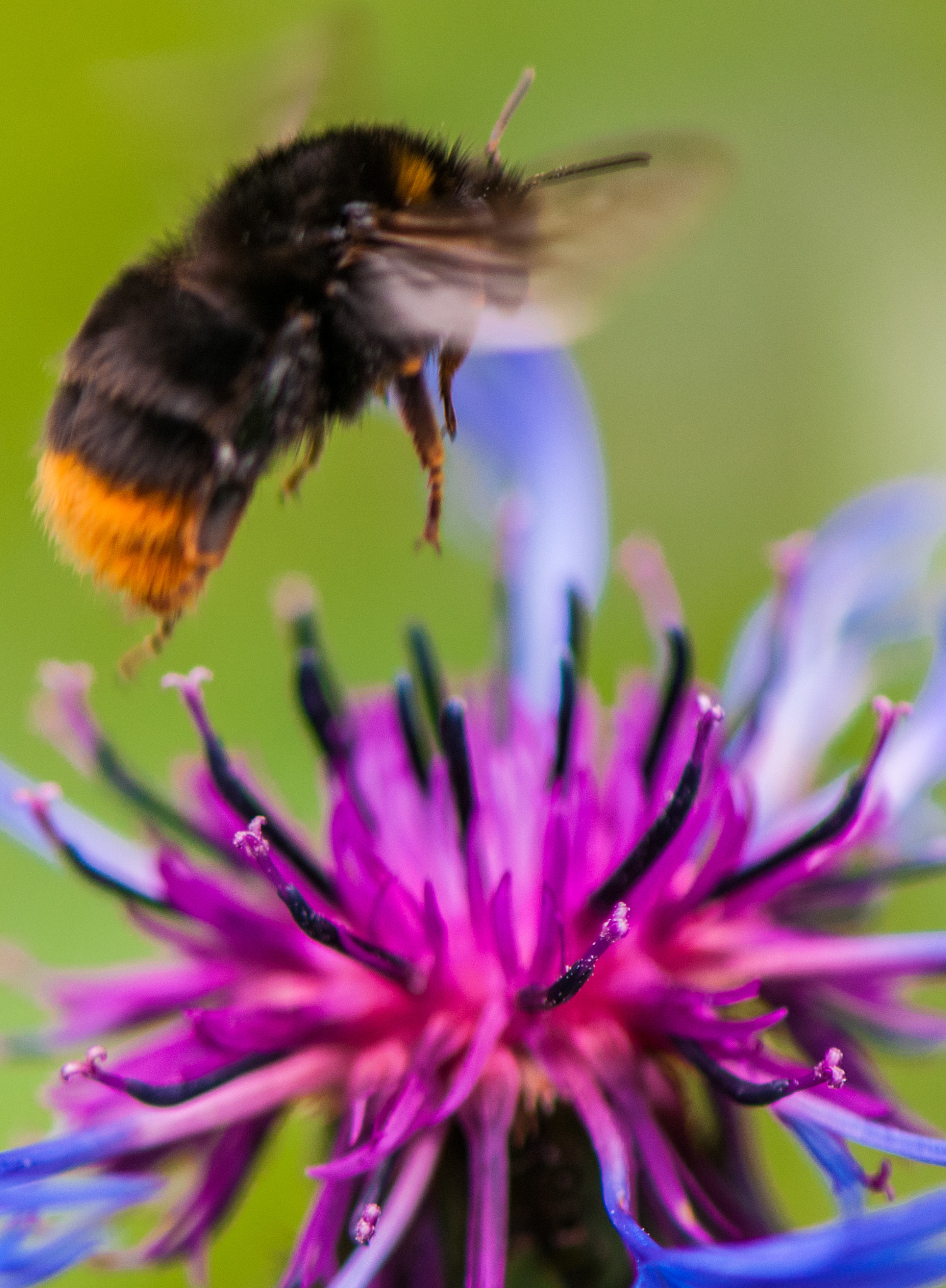 Nikon AF-S Micro-Nikkor 105mm F2.8G IF-ED VR sample photo. Austrian garden photography