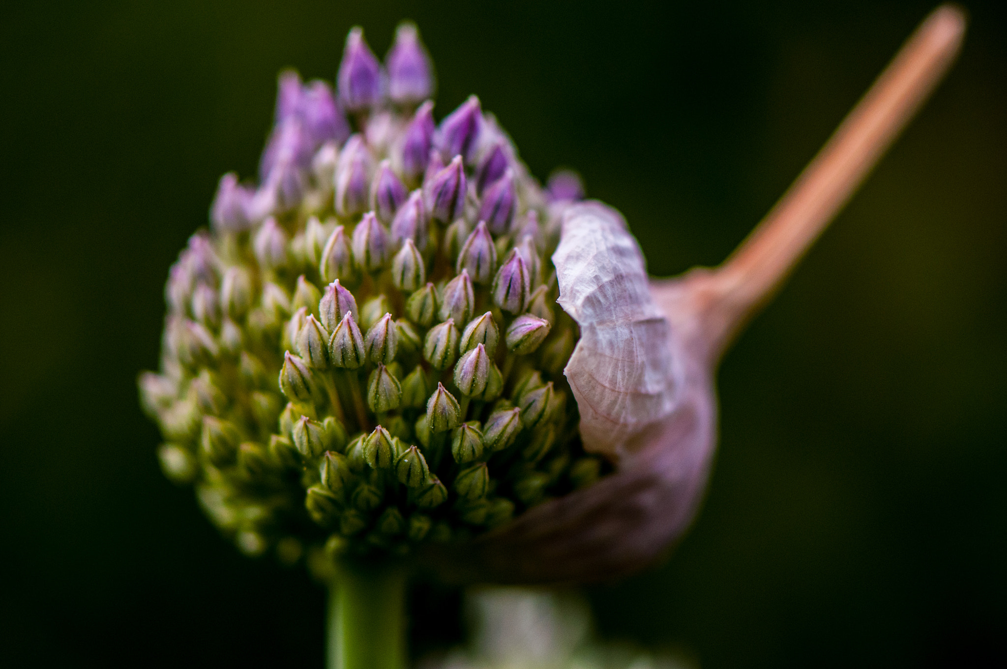 Nikon AF-S Micro-Nikkor 105mm F2.8G IF-ED VR sample photo. Hats off photography