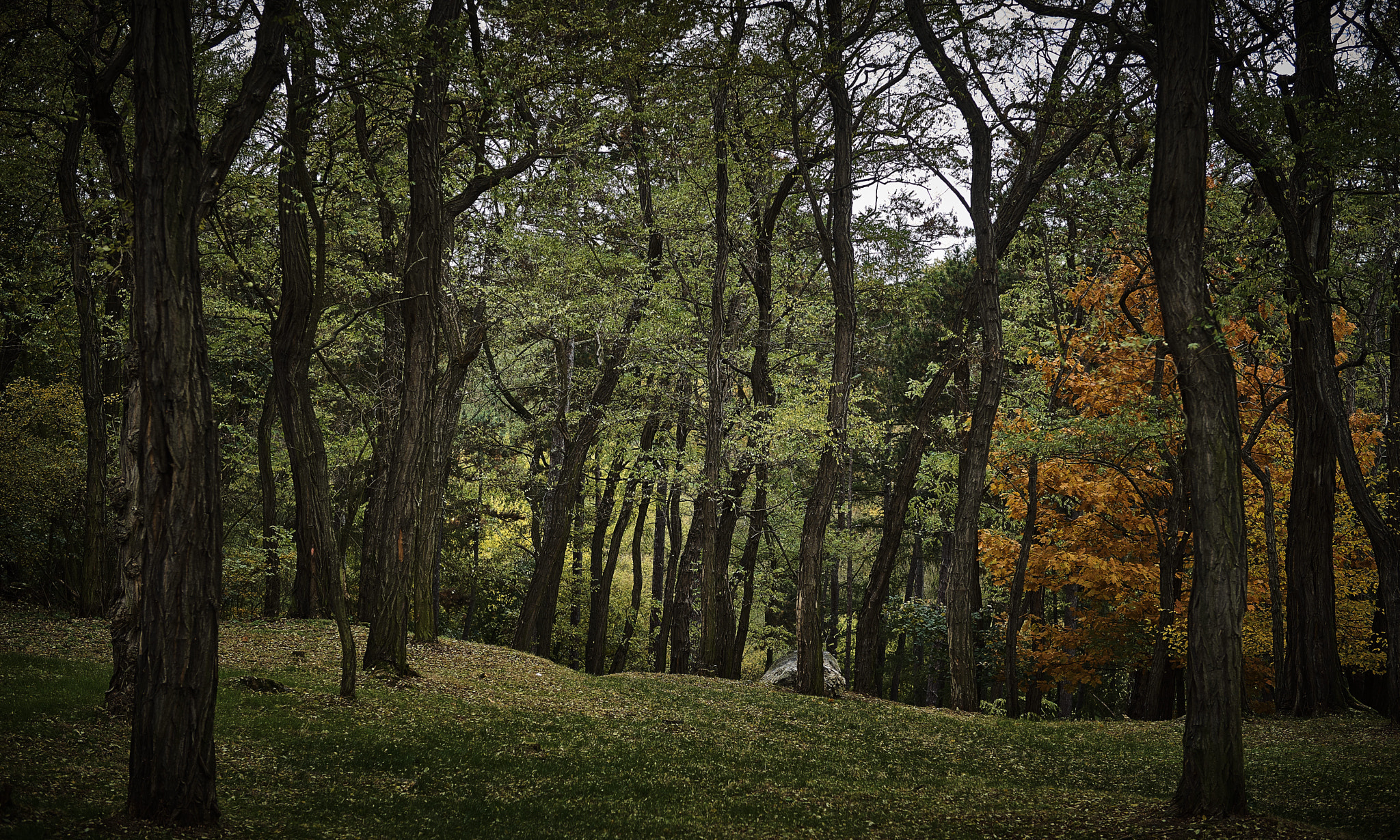 Sony Planar T* 50mm F1.4 ZA SSM sample photo. Forest in prague photography