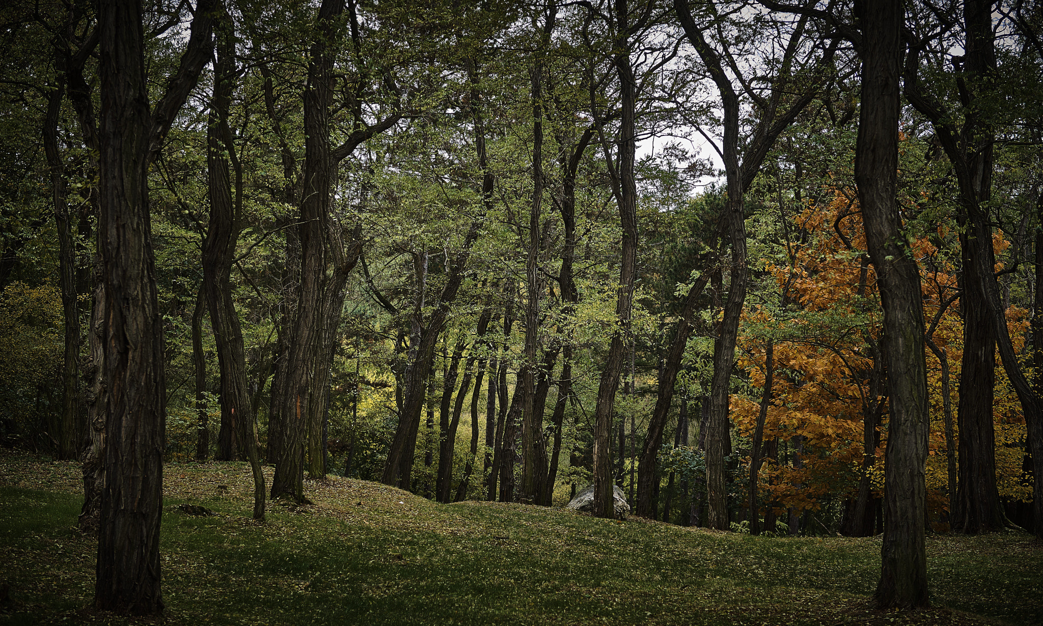 Sony a7 II sample photo. Forest in prague photography