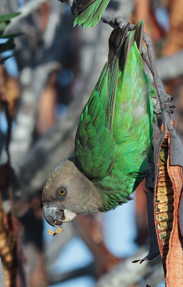 Canon EOS-1D Mark IV + Canon EF 500mm F4L IS II USM sample photo. Brownheadedparrot photography