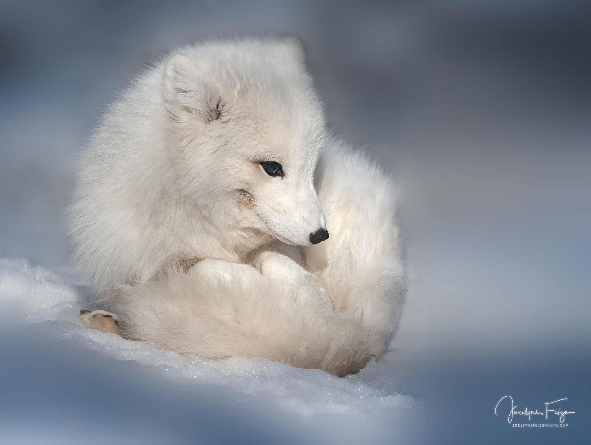 Nikon D700 + Nikon AF-S Nikkor 300mm F4D ED-IF sample photo. Rip gandalf the arctic fox photography