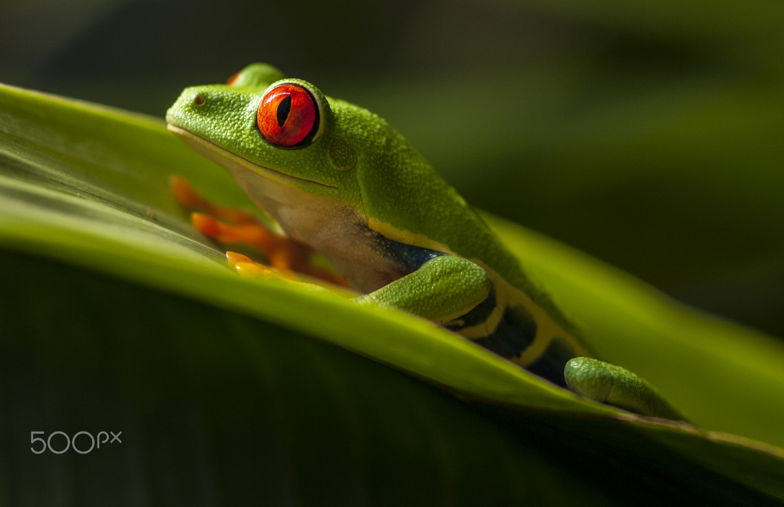 Nikon D2X + Nikon AF-S Micro-Nikkor 105mm F2.8G IF-ED VR sample photo. Red-eyed tree frog 1 photography