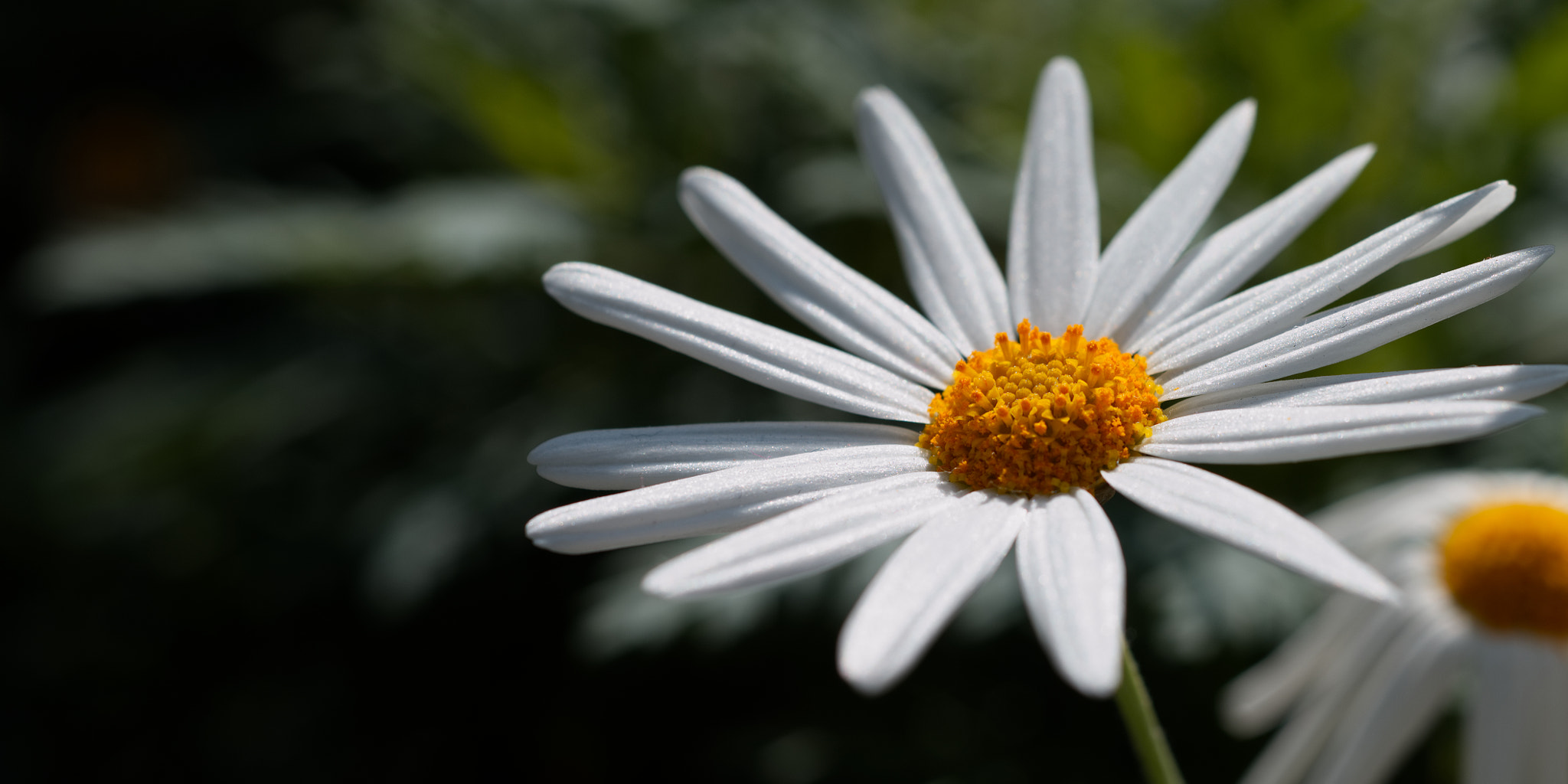 Nikon D610 + Manual Lens No CPU sample photo. White flower photography