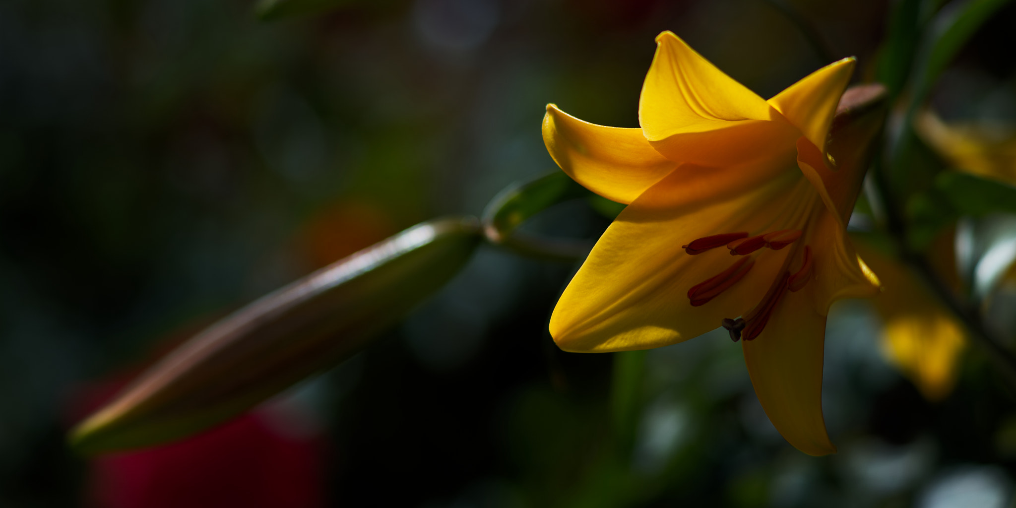 Nikon D610 sample photo. Yellow flower photography