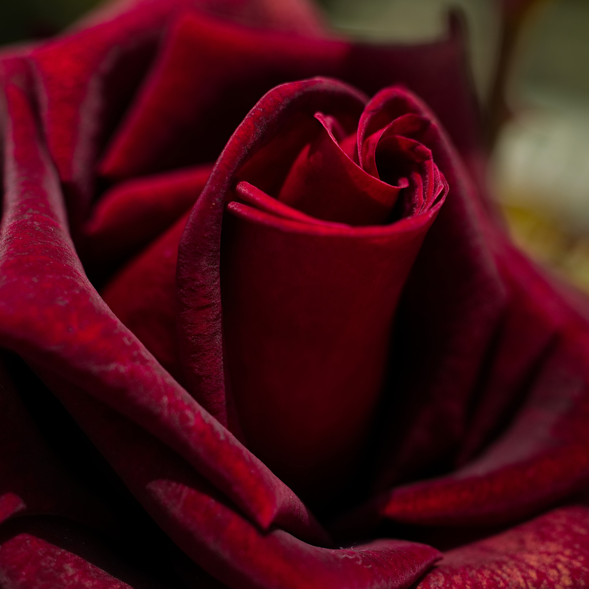 Manual Lens No CPU sample photo. Rose photography