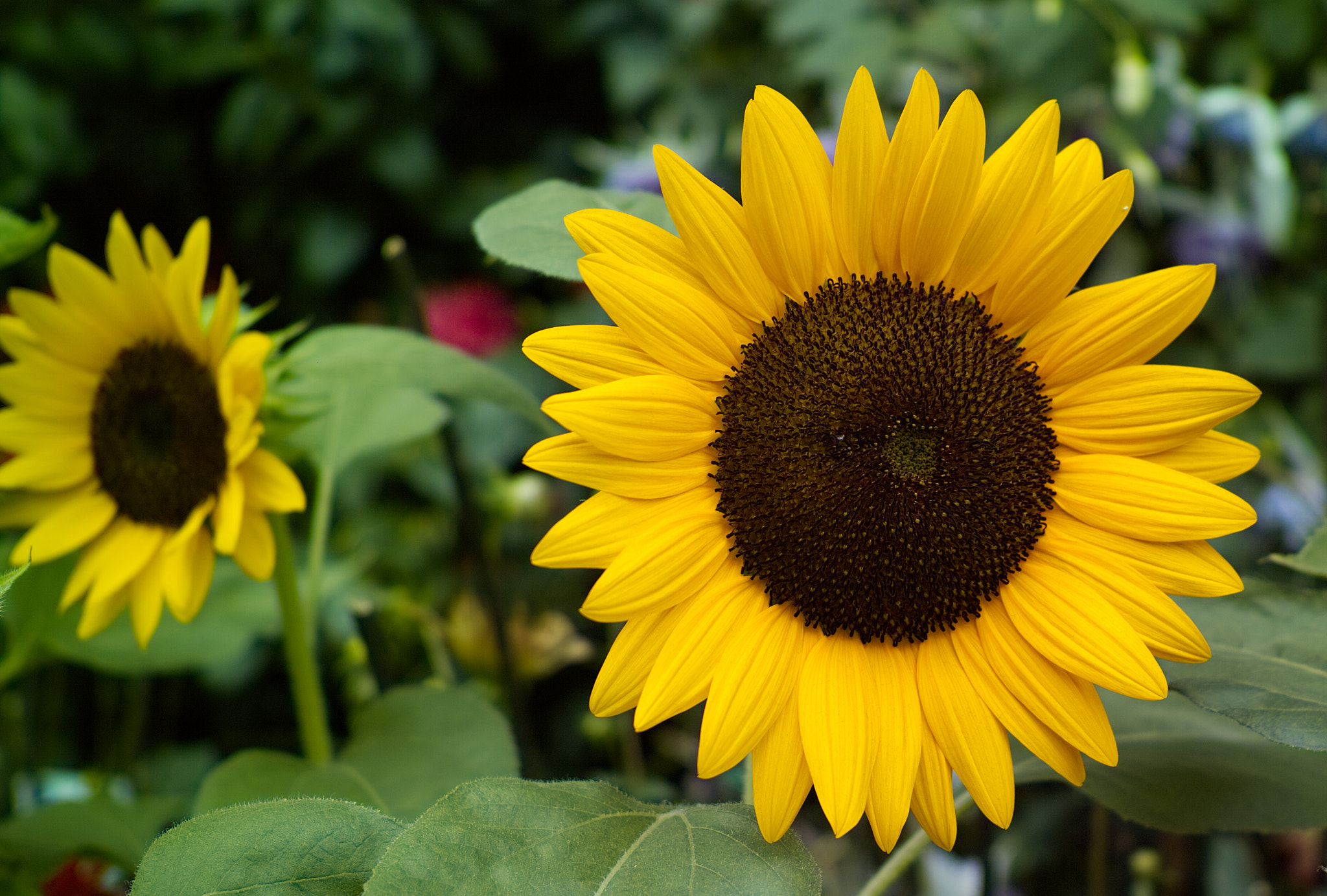 Sigma DP2 Merrill + Sigma 30mm F2.8 sample photo. Sun flower photography