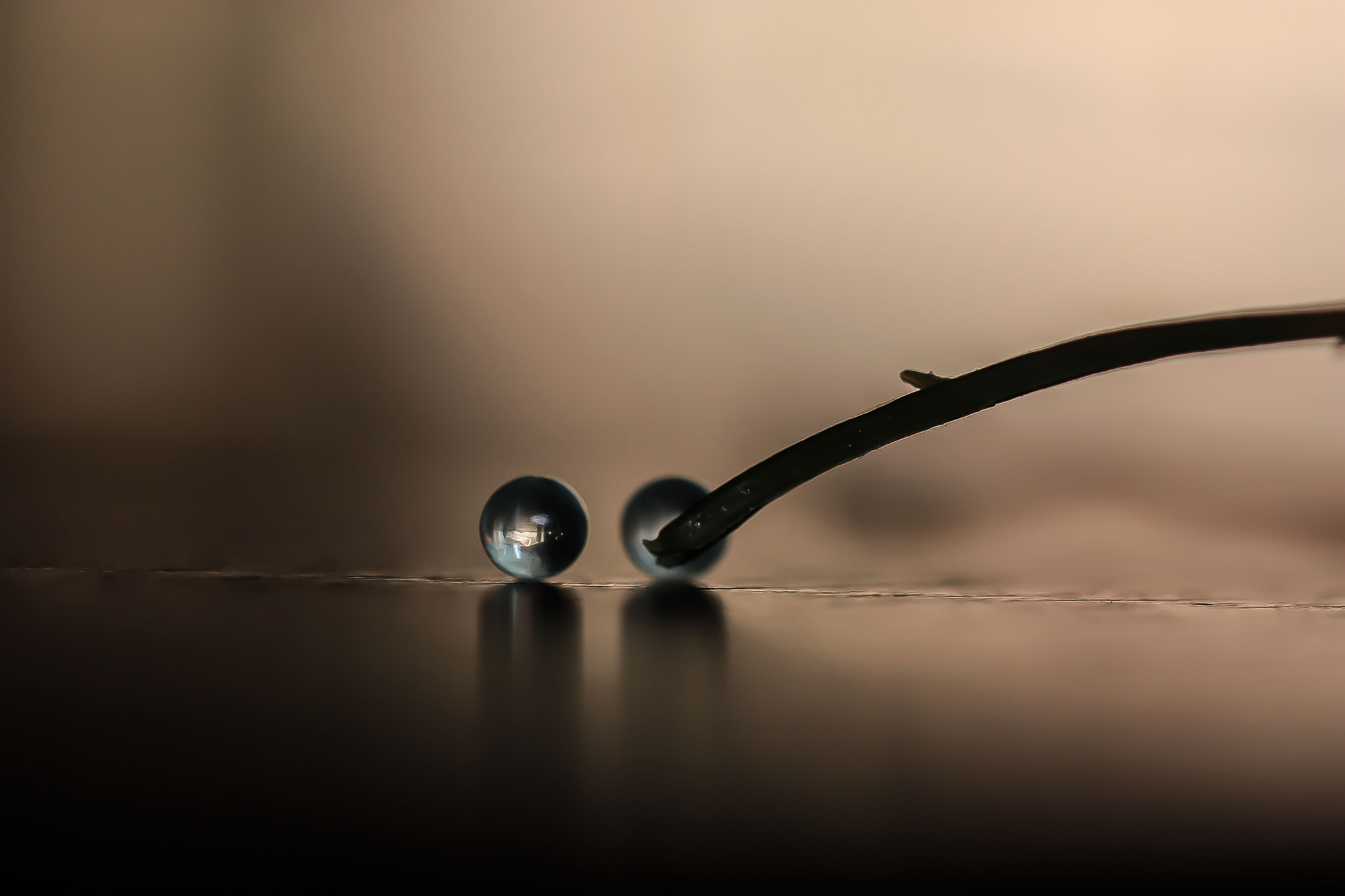 Canon EF 100mm F2.8L Macro IS USM sample photo. Img photography
