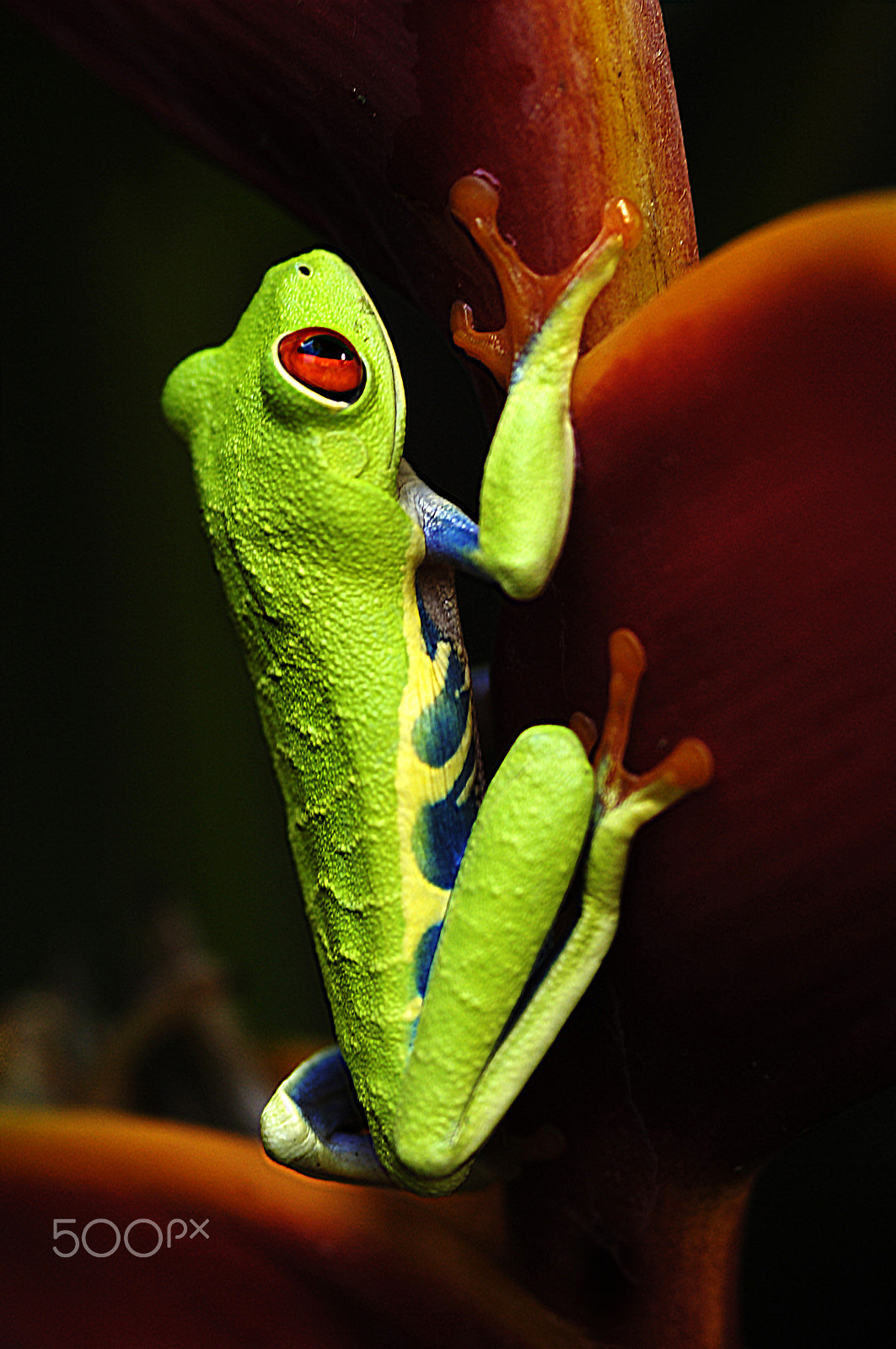 Nikon D2X sample photo. Red-eyed tree frog 3 photography
