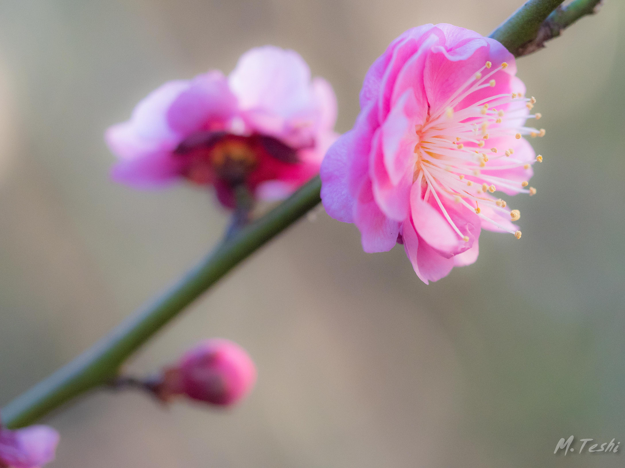 Olympus M.Zuiko Digital ED 60mm F2.8 Macro sample photo. Spring is just around the corner photography