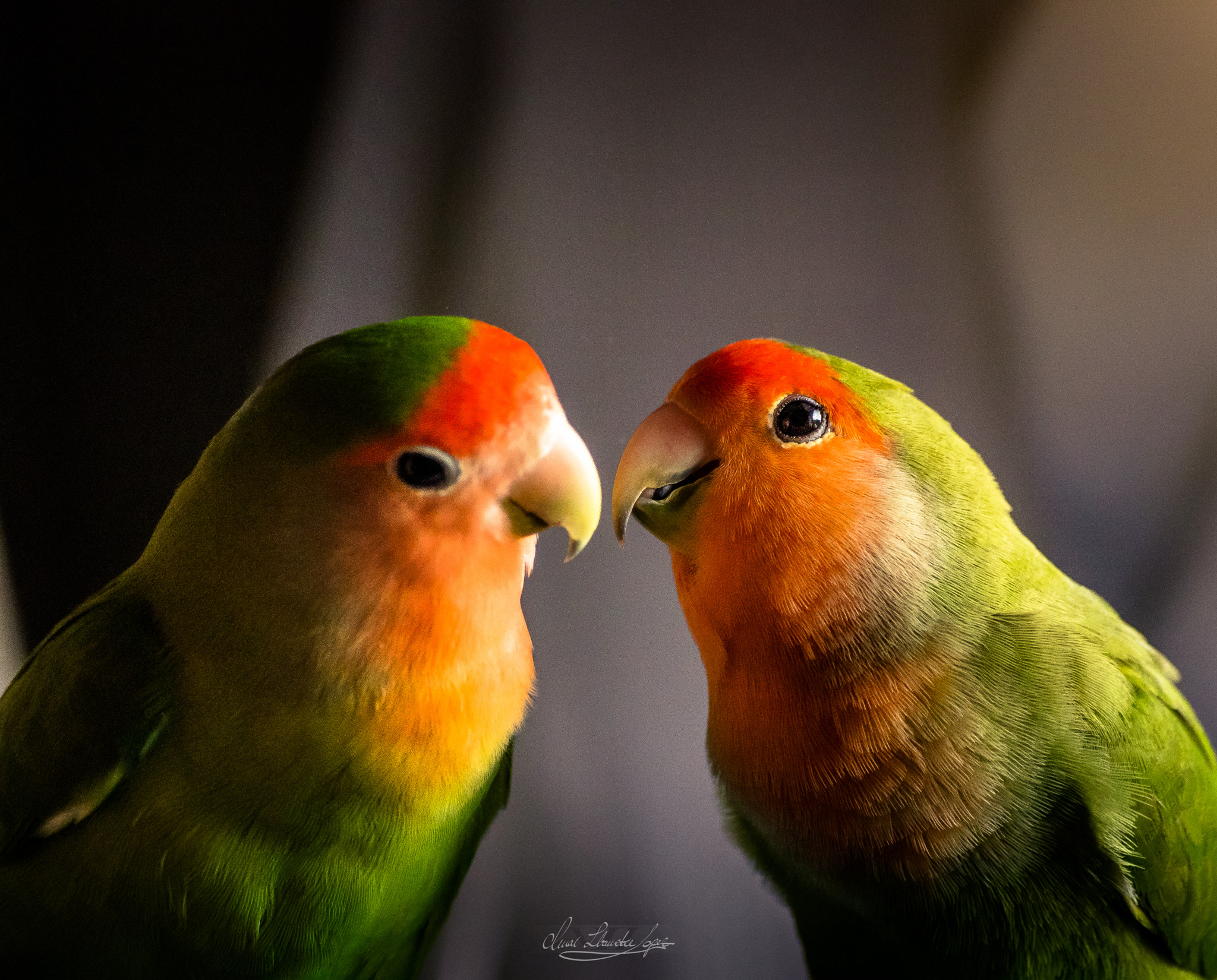 Pentax K-5 sample photo. Lovebirds photography