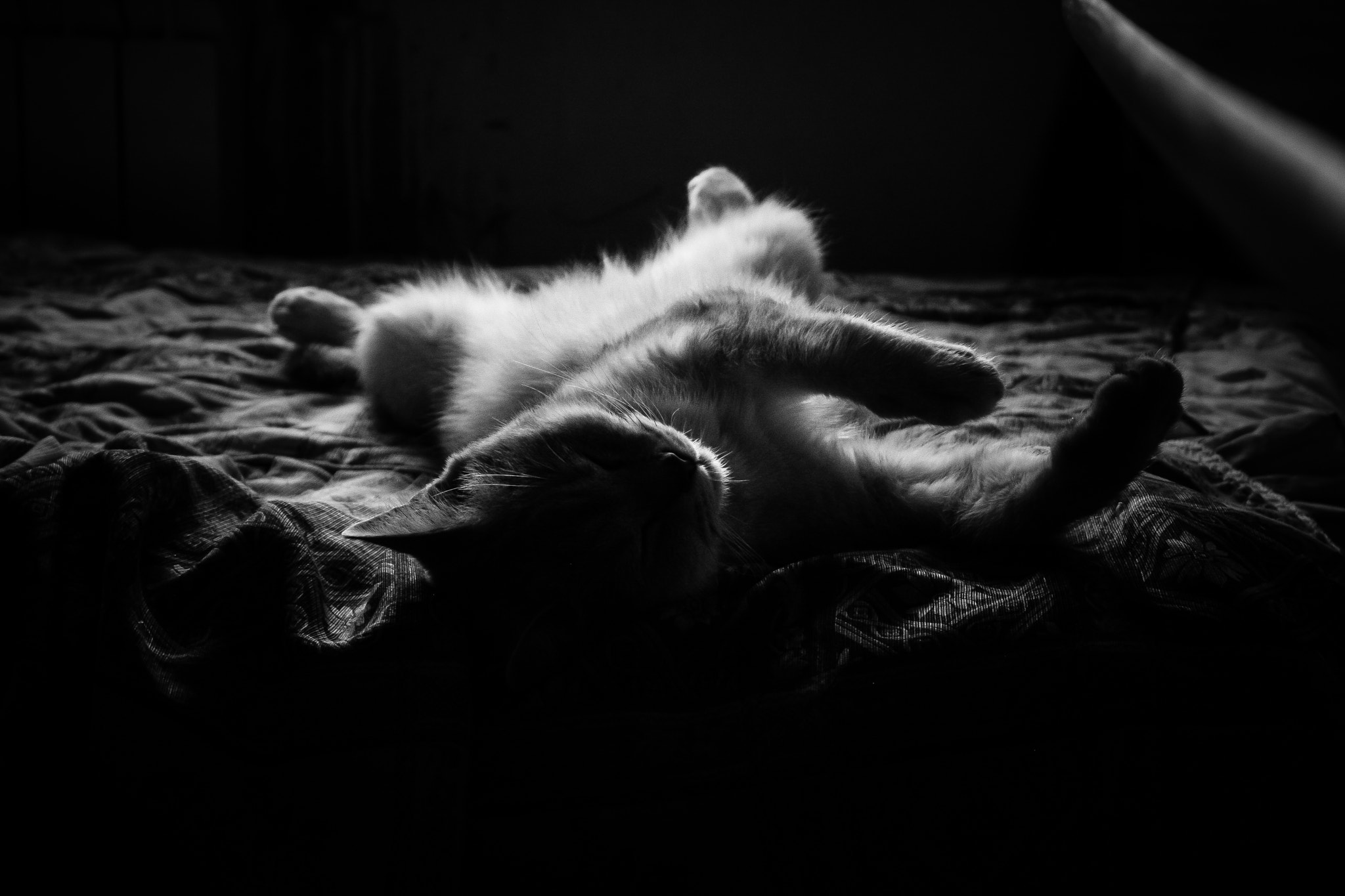 Canon EOS 40D sample photo. Sleeping cat photography
