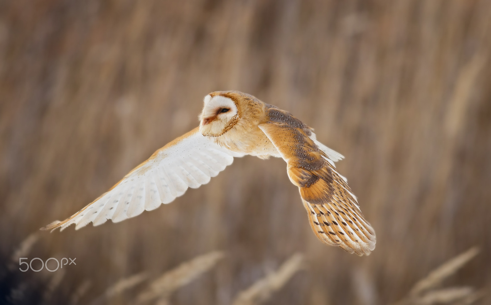 Canon EOS 80D + Canon EF 400mm F5.6L USM sample photo. Sova pálená photography