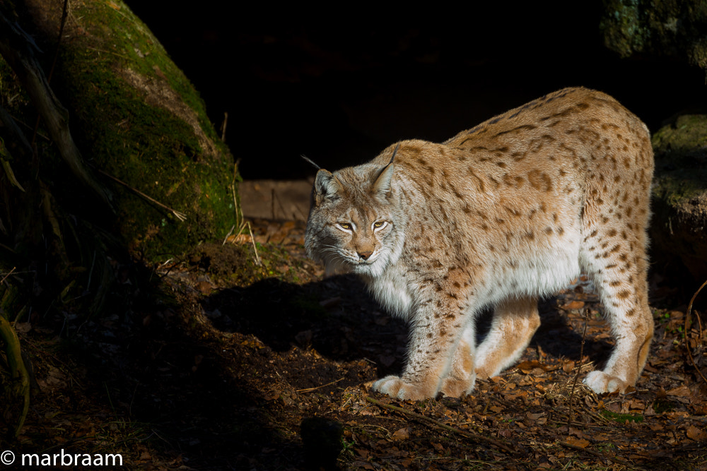 Canon EF 500mm F4L IS USM sample photo. Linx photography