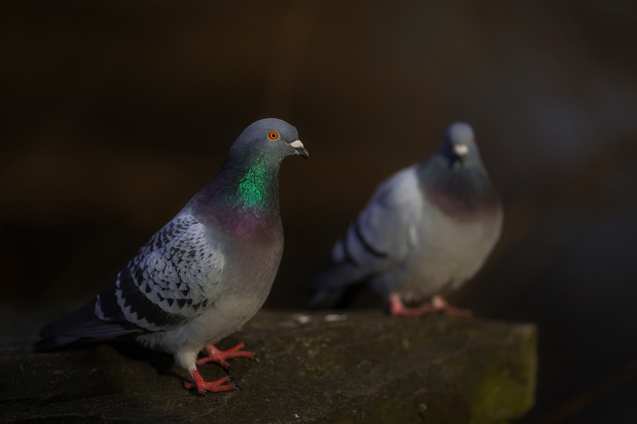Canon EF 200mm F2L IS USM sample photo. Pigeon.. photography