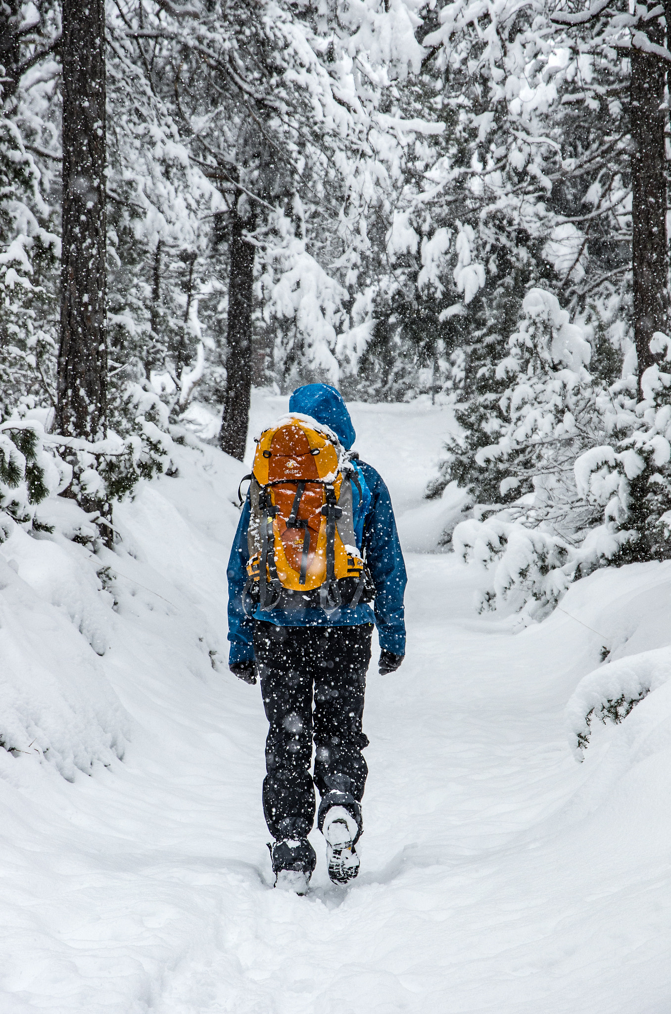 Pentax K-5 sample photo. Walking through winterwonderland photography