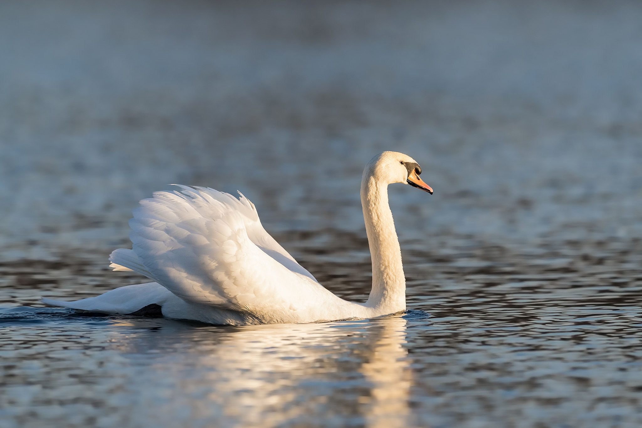 Canon EF 400mm F2.8L IS II USM sample photo. Swan.. photography