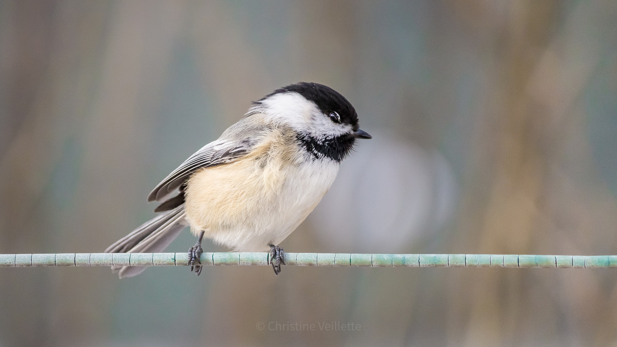 Canon EF-S 55-250mm F4-5.6 IS STM sample photo. I spy with my little eye photography