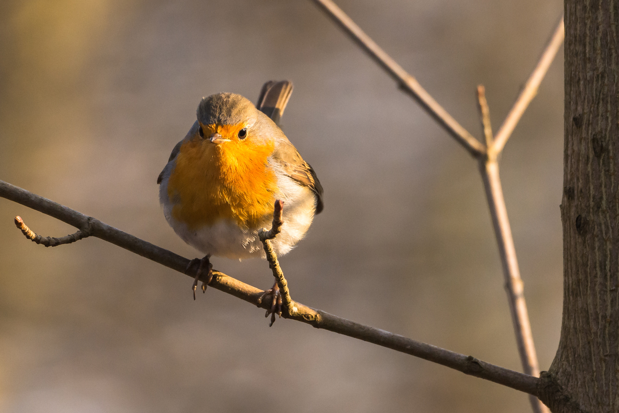 Nikon D7200 sample photo. Redbreast photography