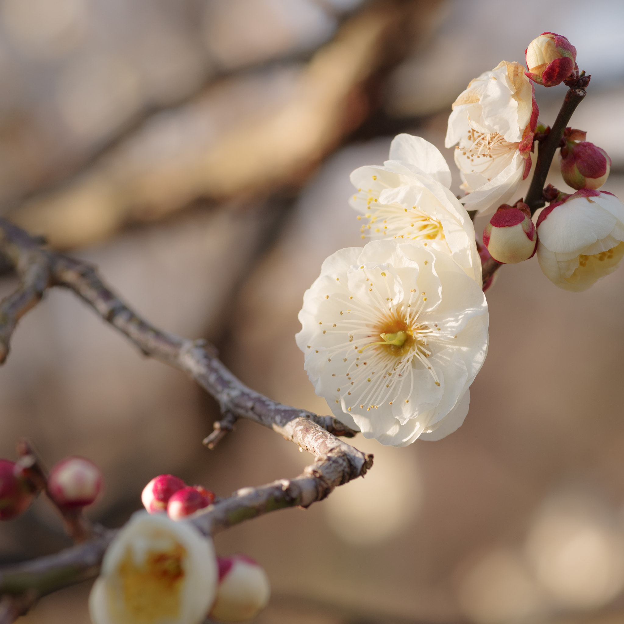 Pentax smc D-FA 100mm F2.8 Macro WR sample photo. Ume photography