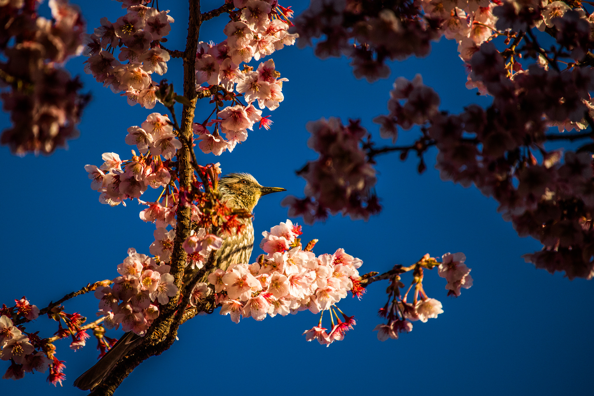 Canon EOS 760D (EOS Rebel T6s / EOS 8000D) sample photo. Bird & sakura photography