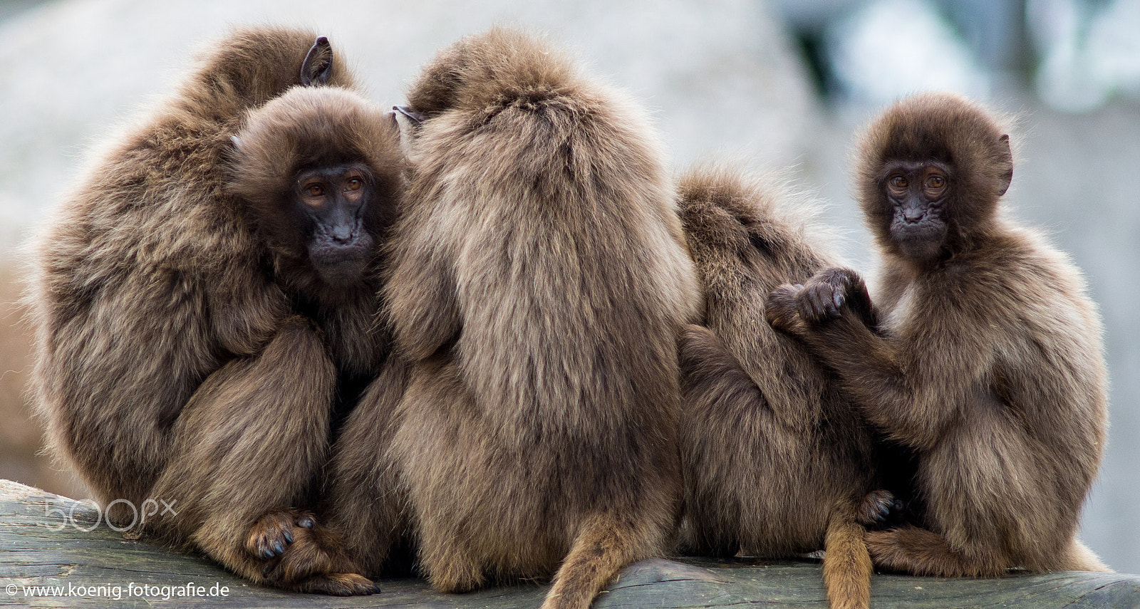 Nikon D600 + AF Nikkor 300mm f/4 IF-ED sample photo. Monkey family photography