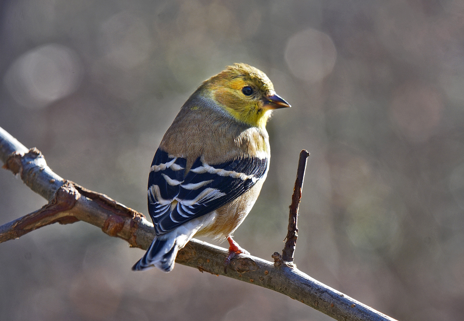 Sony a7R II sample photo. American goldfinch back photography