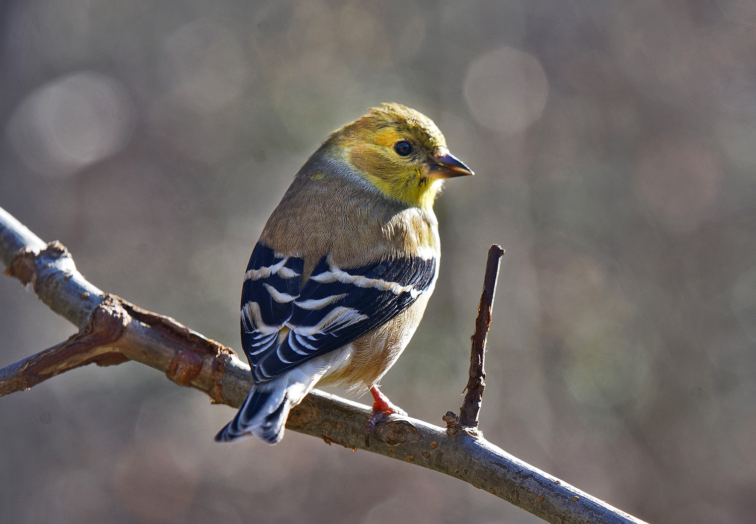 70-200mm F2.8 G SSM OSS II sample photo. American goldfinch back photography