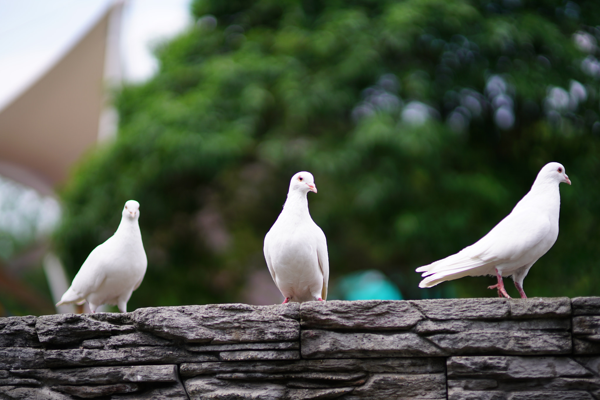 Sony a7R II + Sigma 85mm F1.4 EX DG HSM sample photo. Pigeons photography