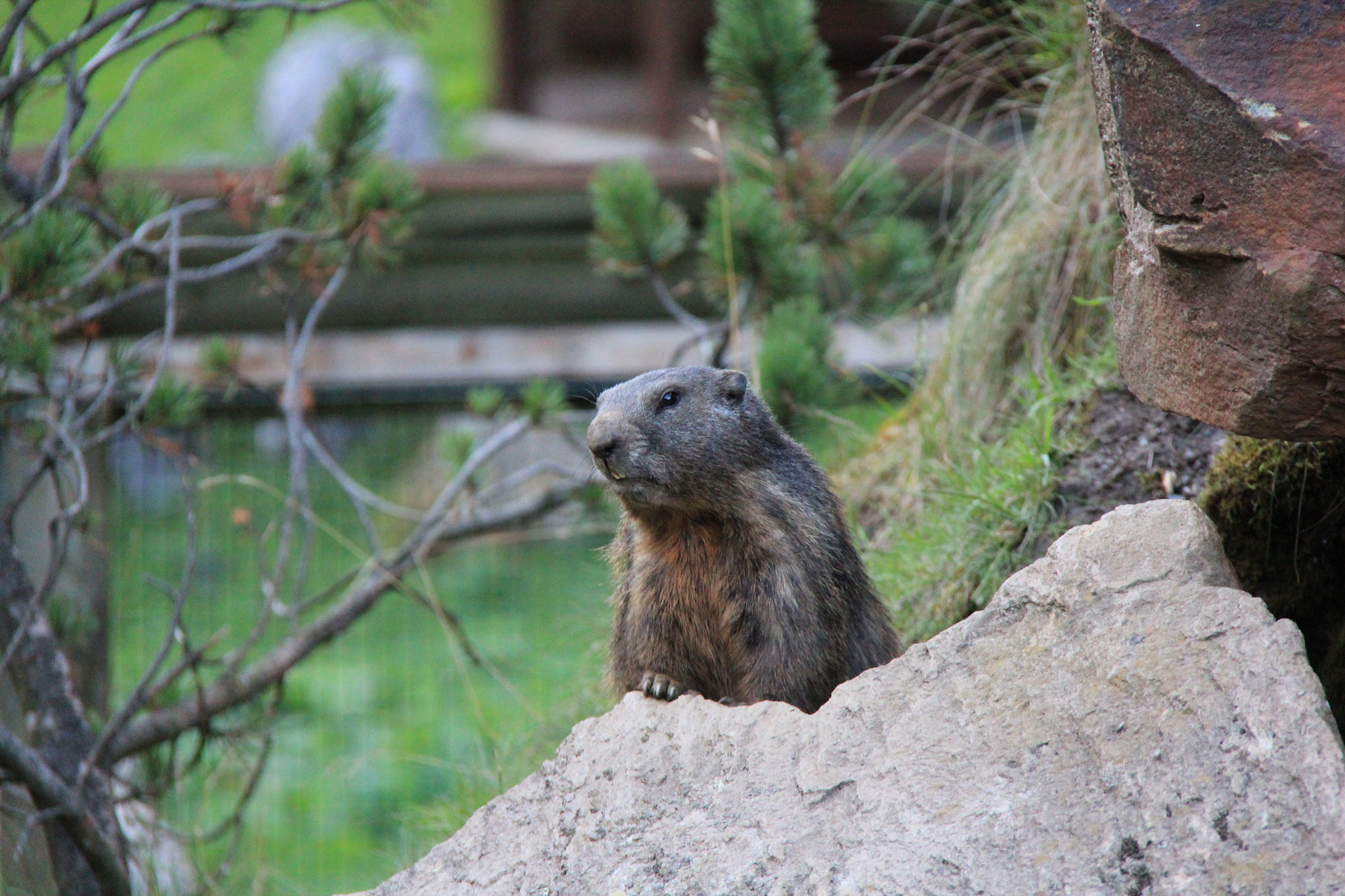 Canon EF-S 18-200mm F3.5-5.6 IS sample photo. Lillte marmot photography