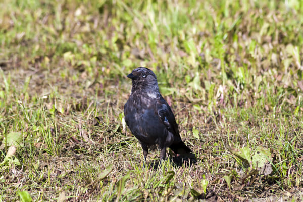 Jackdaw - 1 shot by Nick Patrin on 500px.com