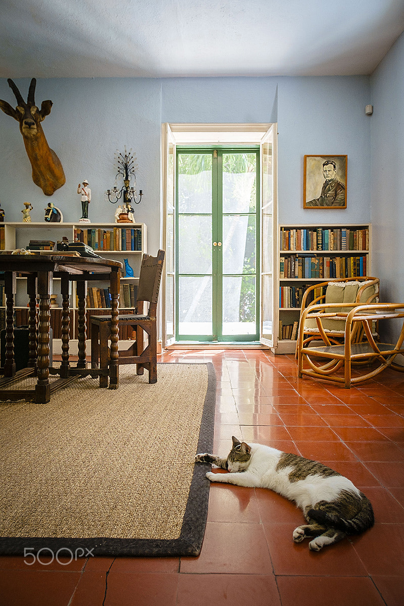 Fujifilm X-Pro1 + Fujifilm XF 16-55mm F2.8 R LM WR sample photo. Hemingway‘s cat photography