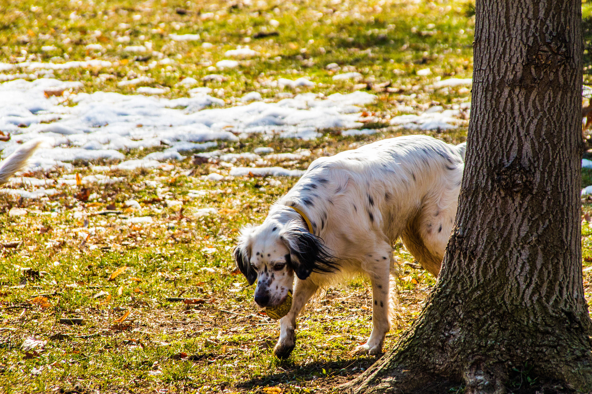 Canon EOS 7D sample photo. White dog photography