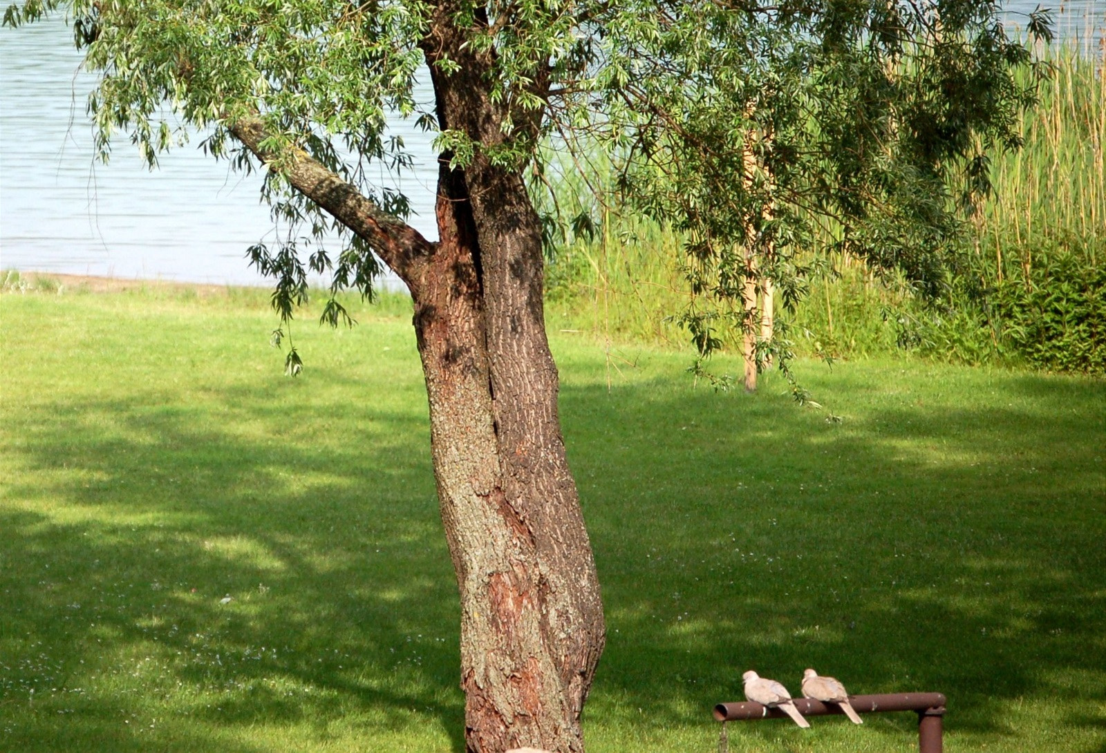 Nikon D50 sample photo. Pairs.. photography