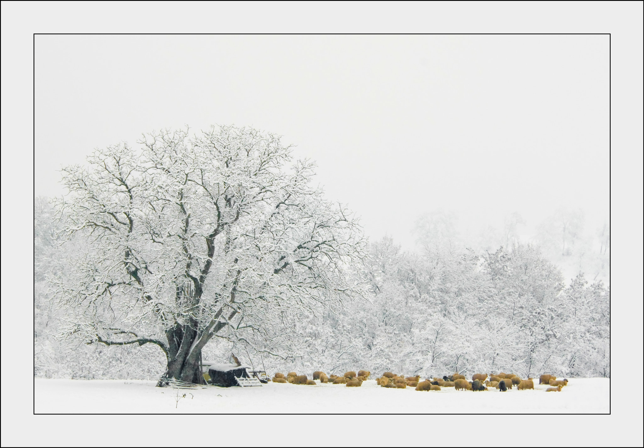 Canon EF 70-300mm F4-5.6 IS USM sample photo. Img photography