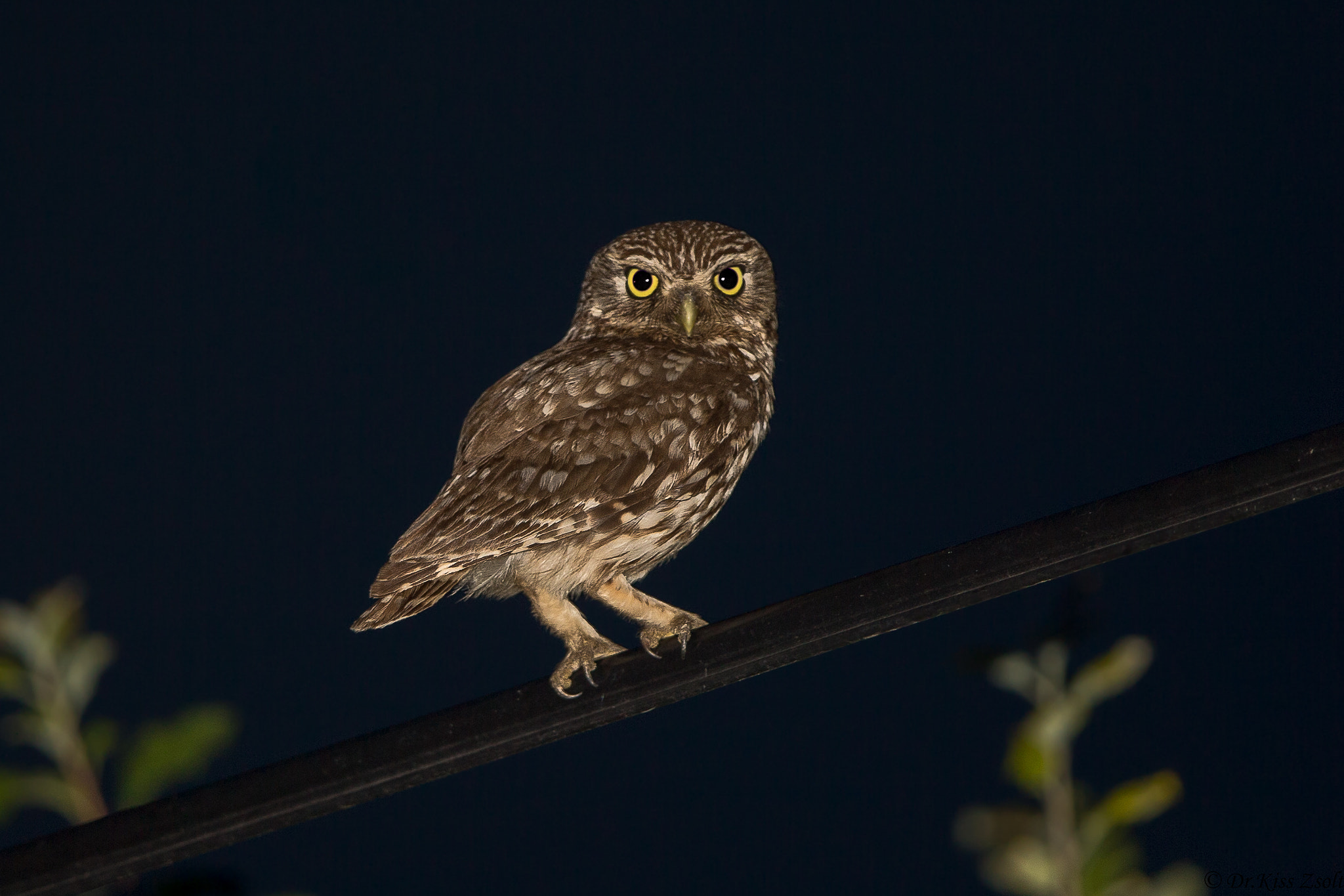 Canon EF 600mm F4L IS II USM sample photo. Little owl photography