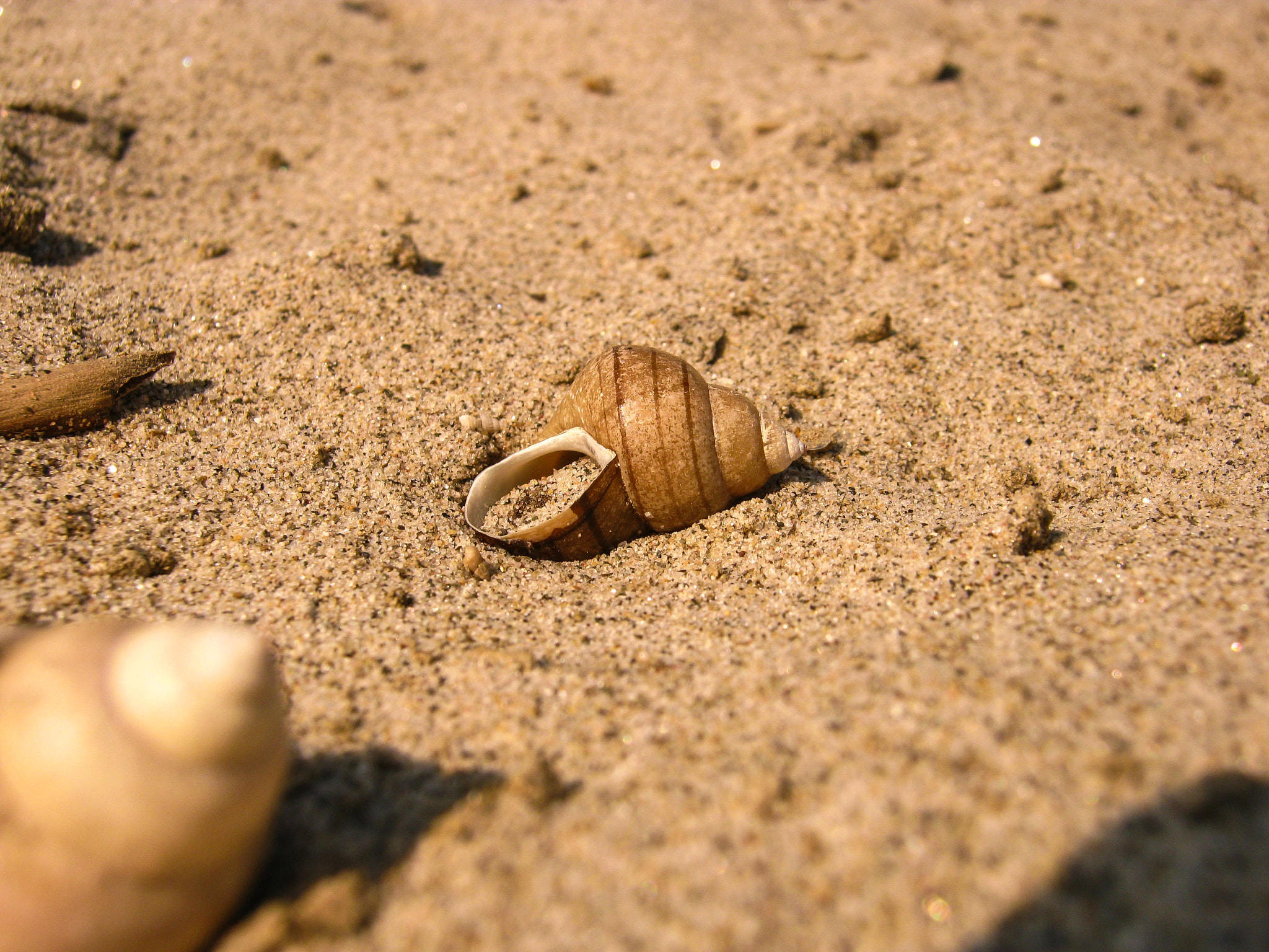 Canon PowerShot A495 sample photo. Snail photography