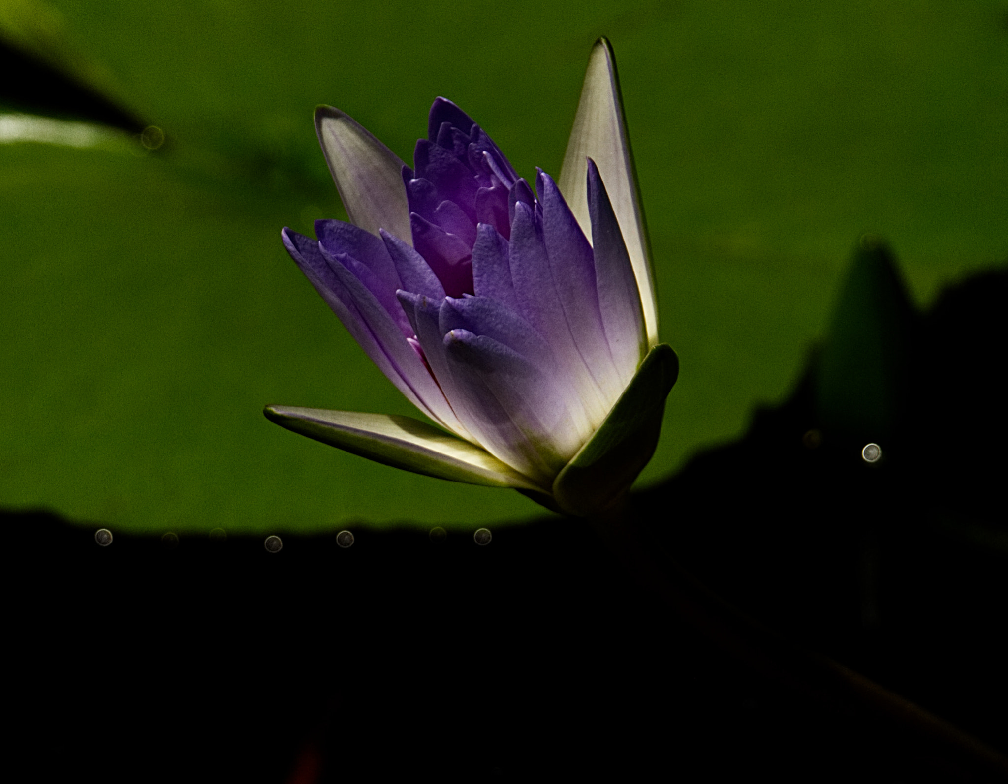 18.0 - 135.0 mm sample photo. Pink waterlily photography