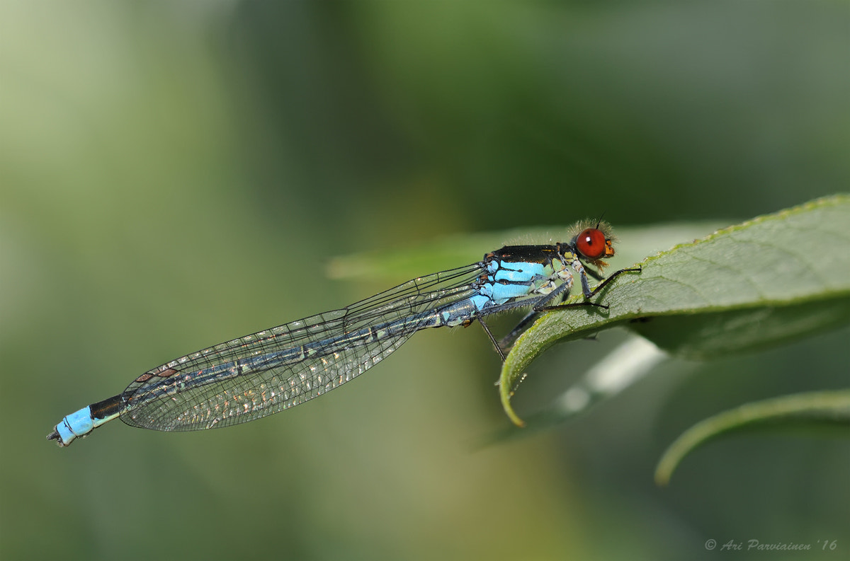 Sigma 150mm F2.8 EX DG OS Macro HSM sample photo. Red-eyed damselfly photography