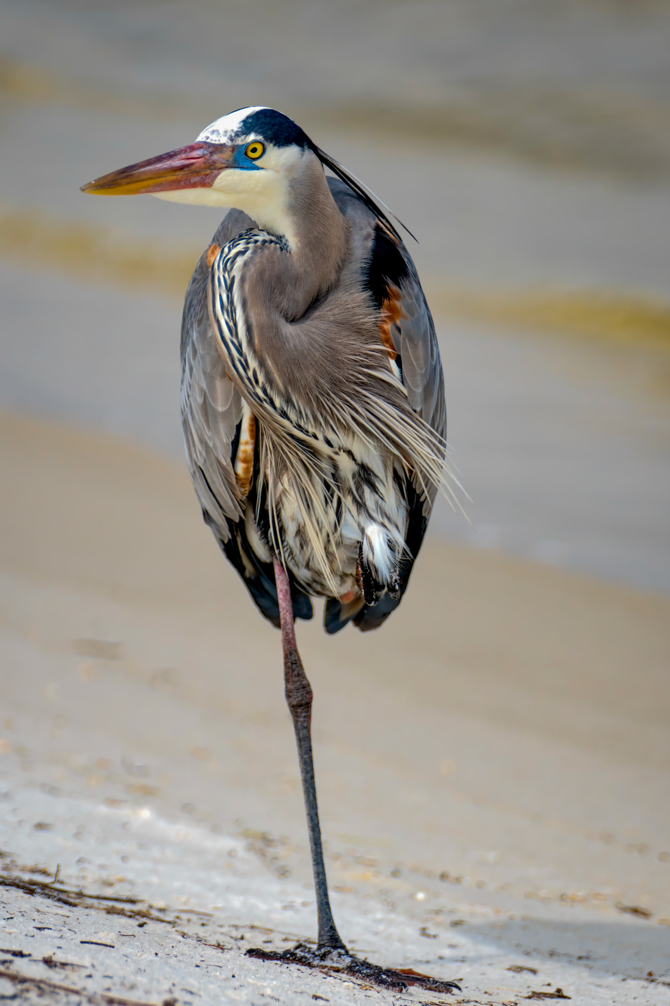 Sony FE 70-200mm F2.8 GM OSS sample photo. The balancing act photography