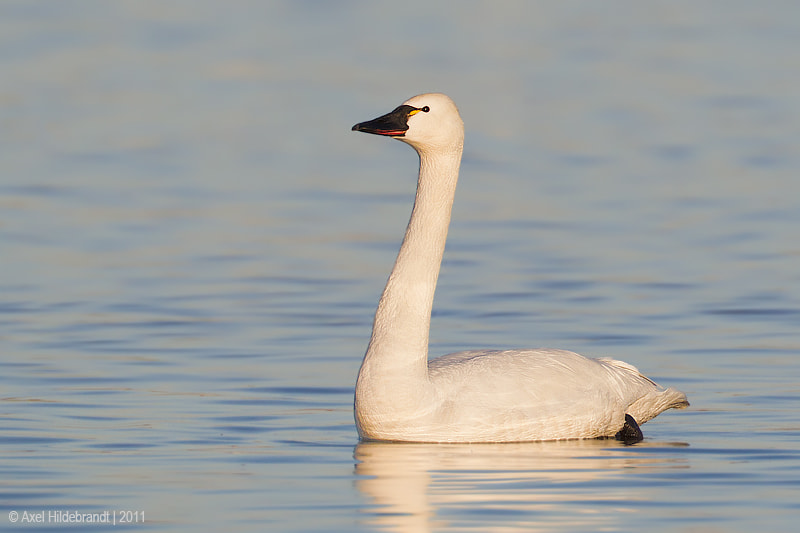 Canon EF 500mm F4L IS USM sample photo. Tundra swan photography