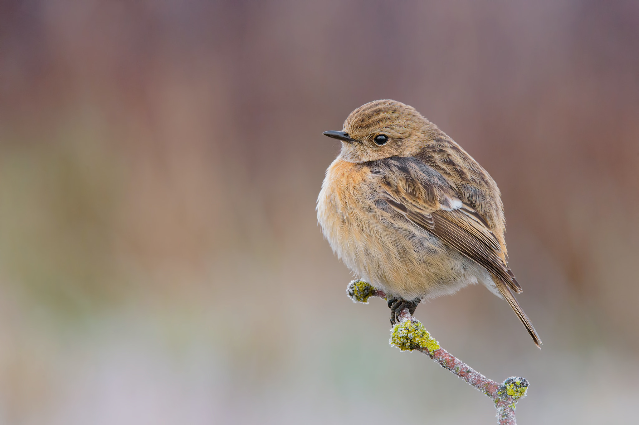 Sigma 150-600mm F5-6.3 DG OS HSM | S sample photo. European stonechat in ice photography