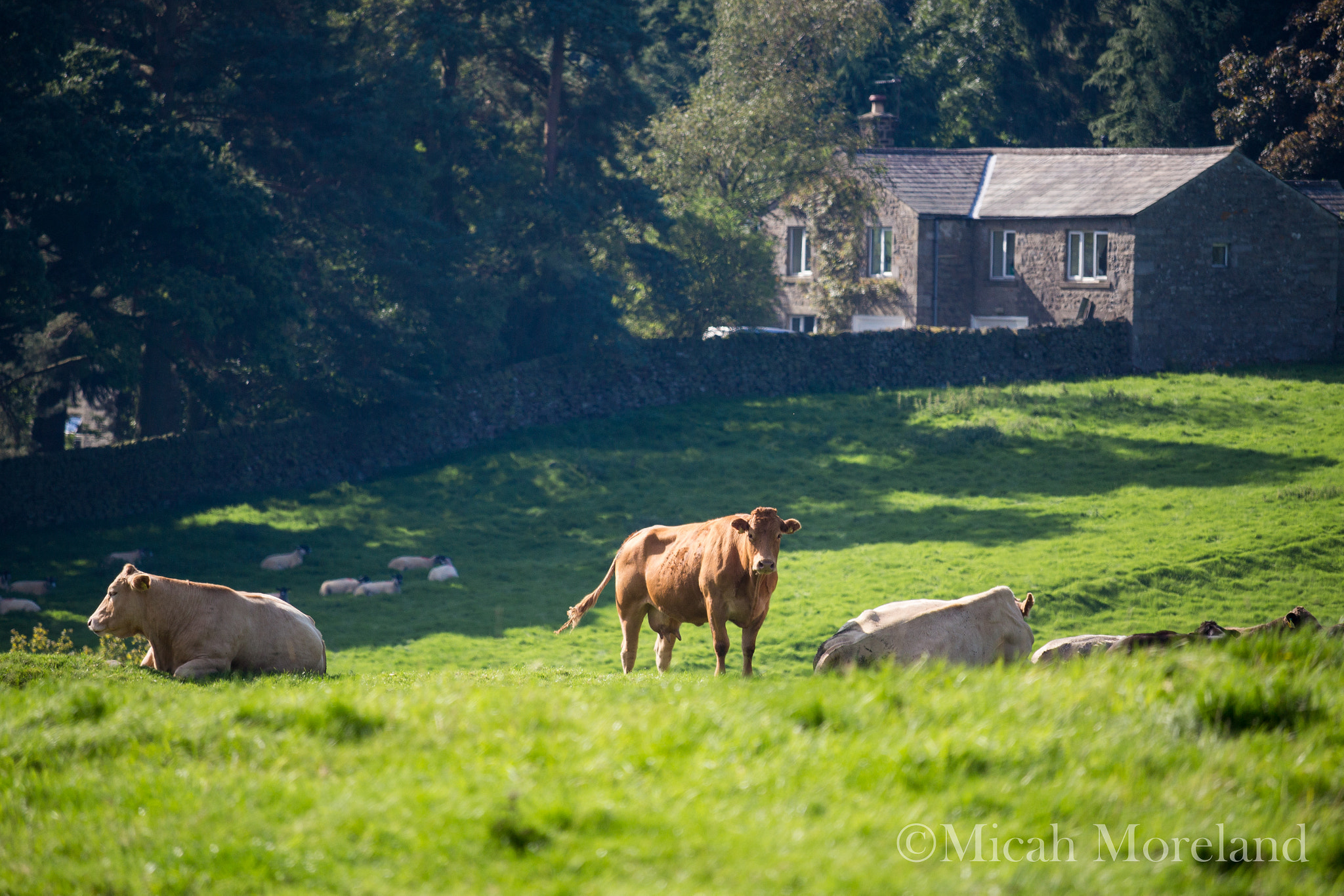 Canon EOS 100D (EOS Rebel SL1 / EOS Kiss X7) sample photo. Pure yorkshire photography