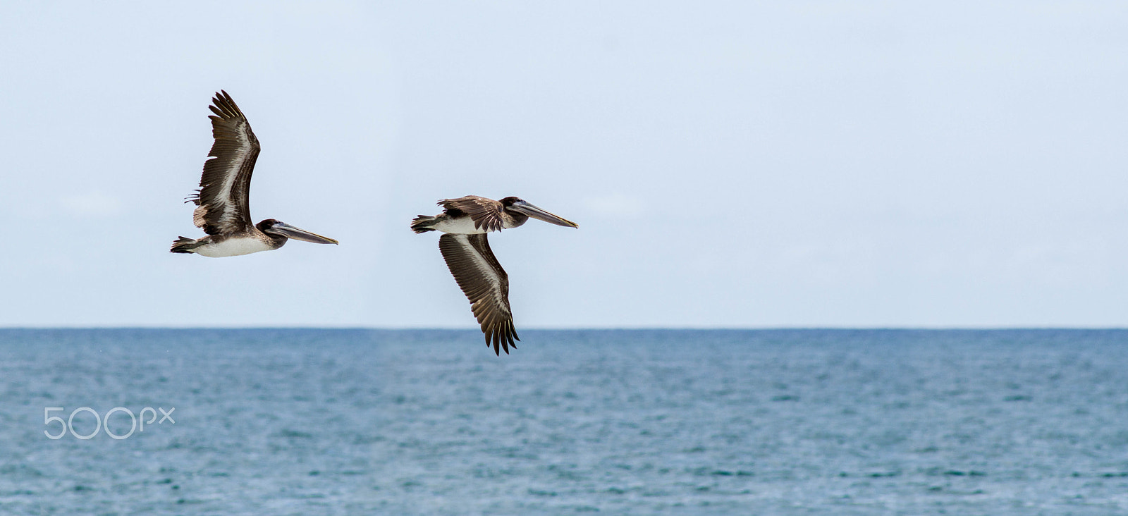 Nikon D7000 + AF Nikkor 300mm f/4 IF-ED sample photo. Pelicano - montezuma photography