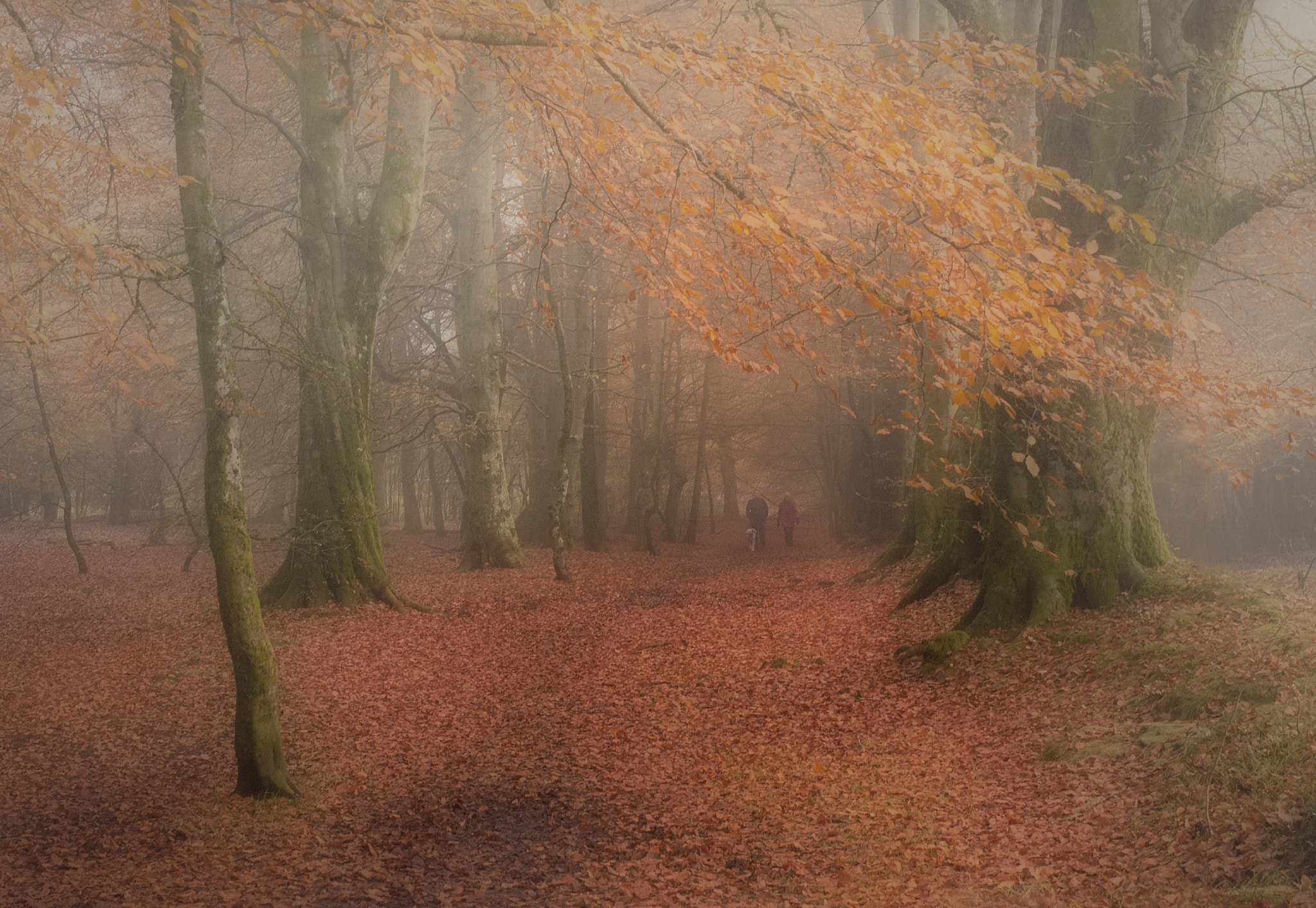 Nikon D300 sample photo. Dogwalkers photography