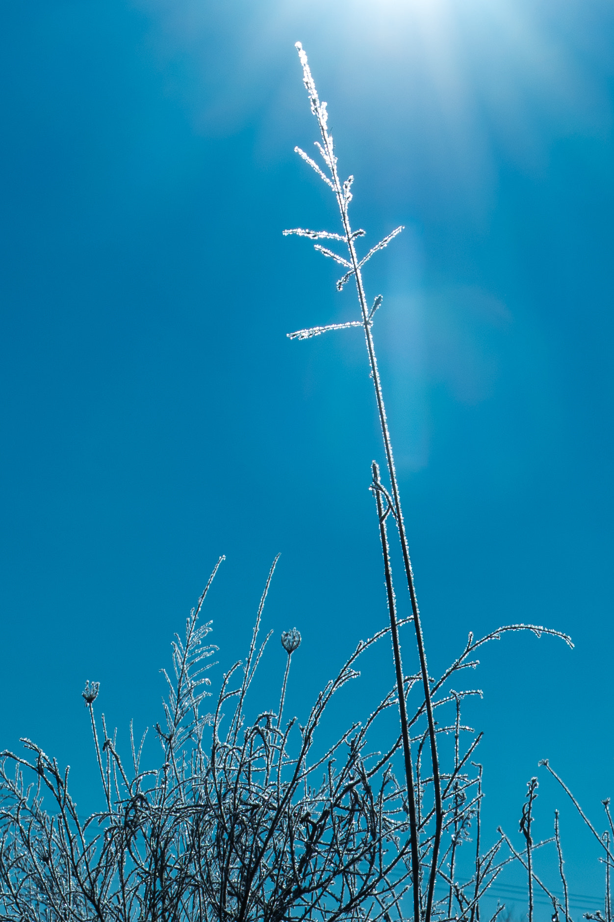 Nikon D500 sample photo. Snowman's lament photography