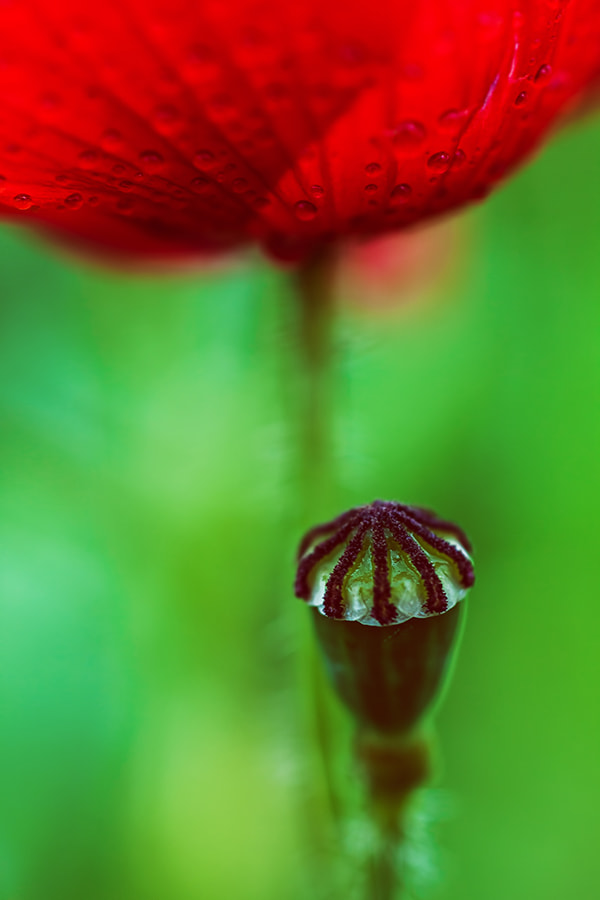 Canon EF 35-80mm f/4-5.6 sample photo. Poppy photography