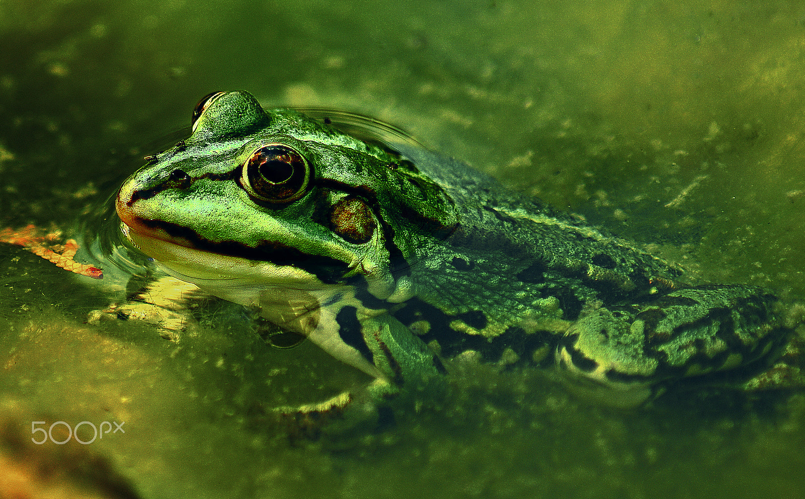 Pentax K20D sample photo. Frog photography