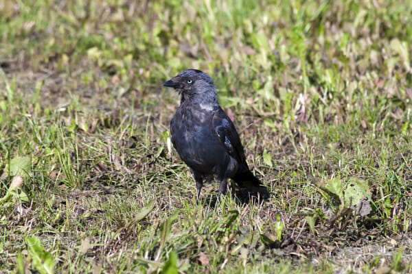 Jackdaw - 2 shot by Nick Patrin on 500px.com